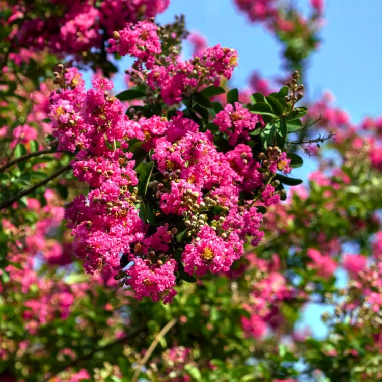 Nasiona-Lagerstremii-Indyjskiej-Lagerstroemia-Indica.jpg