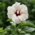 Nasiona-Ketmii-Syryjskiej-Hibiscus-Syriacus  (4).jpg