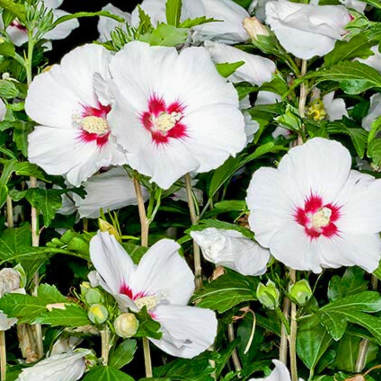 Nasiona-Ketmii-Syryjskiej-Hibiscus-Syriacus  (3).jpg