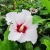 Nasiona-Ketmii-Syryjskiej-Hibiscus-Syriacus  (2).jpg