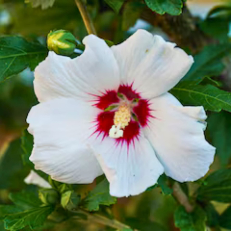 Nasiona-Ketmii-Syryjskiej-Hibiscus-Syriacus  (1).jpg