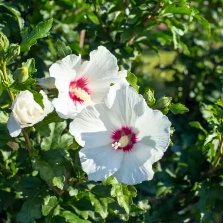 Nasiona-Ketmii-Syryjskiej-Hibiscus-Syriacus .jpg