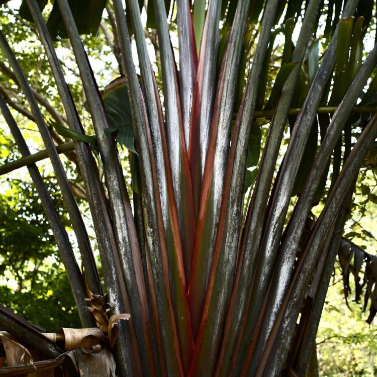 Nasiona-Czerwonego-Pielgrzana-Madagaskarskiego-Ravenala-sp.-Honkondambo (4).jpg