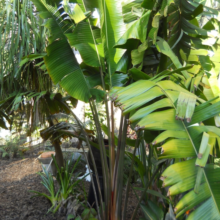 Nasiona-Czerwonego-Pielgrzana-Madagaskarskiego-Ravenala-sp.-Honkondambo (3).jpg