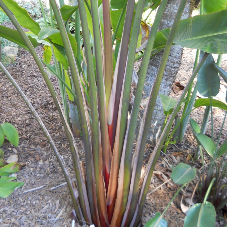 Nasiona-Czerwonego-Pielgrzana-Madagaskarskiego-Ravenala-sp.-Honkondambo (2).jpg