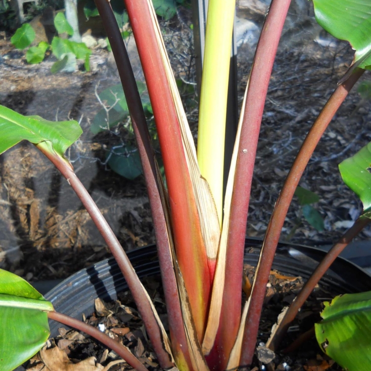 Nasiona-Czerwonego-Pielgrzana-Madagaskarskiego-Ravenala-sp.-Honkondambo (1).jpg