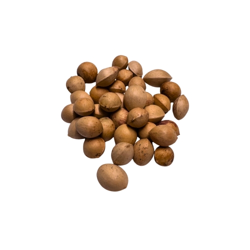 Nasiona-Milorzebu-Dwuklapowego-Ginkgo-Biloba (6).jpg