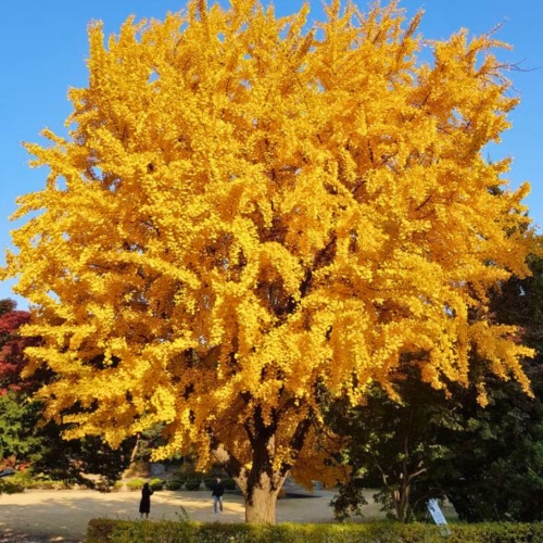 Nasiona-Milorzebu-Dwuklapowego-Ginkgo-Biloba (5).jpg