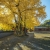 Nasiona-Milorzebu-Dwuklapowego-Ginkgo-Biloba (4).jpg