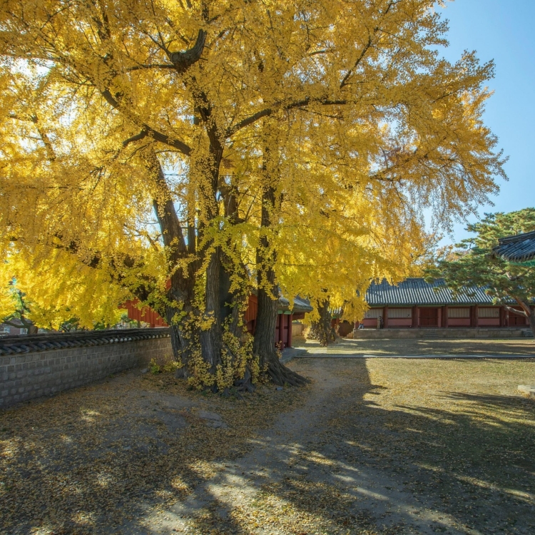 Nasiona-Milorzebu-Dwuklapowego-Ginkgo-Biloba (4).jpg