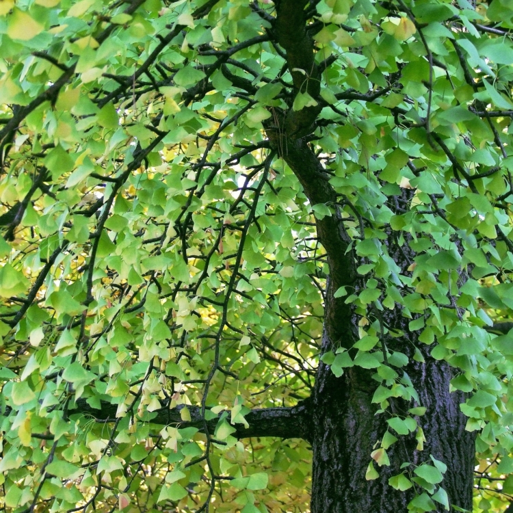 Nasiona-Milorzebu-Dwuklapowego-Ginkgo-Biloba (2).jpg