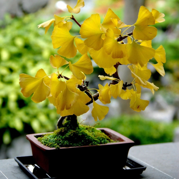 Nasiona-Milorzebu-Dwuklapowego-Ginkgo-Biloba (1).jpg