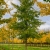 Nasiona-Milorzebu-Dwuklapowego-Ginkgo-Biloba.jpg