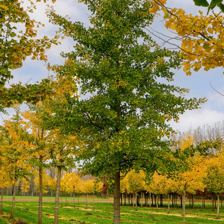 Nasiona-Milorzebu-Dwuklapowego-Ginkgo-Biloba.jpg