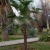 Nasiona-Szorstkowca-Martianus-'Nepal'-Trachycarpus-martianus-'Nepal' (5).jpg