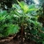 Nasiona-Szorstkowca-Martianus-'Nepal'-Trachycarpus-martianus-'Nepal' (4).jpg