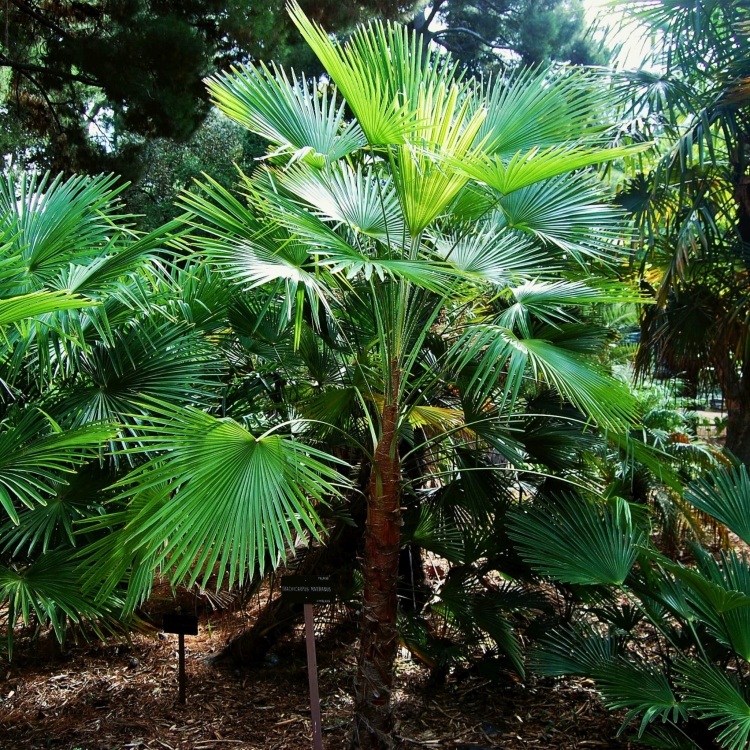 Nasiona-Szorstkowca-Martianus-'Nepal'-Trachycarpus-martianus-'Nepal' (4).jpg