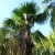 Nasiona-Szorstkowca-Martianus-'Nepal'-Trachycarpus-martianus-'Nepal' (2).jpg