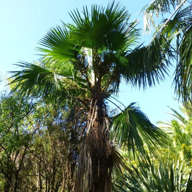 Nasiona-Szorstkowca-Martianus-'Nepal'-Trachycarpus-martianus-'Nepal' (2).jpg