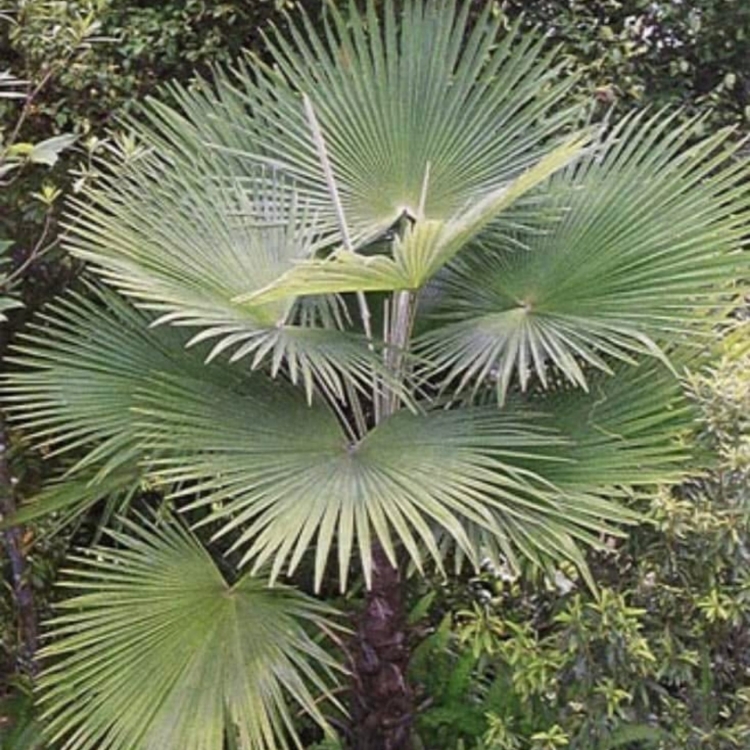 Nasiona-Szorstkowca-Martianus-'Nepal'-Trachycarpus-martianus-'Nepal' (1).jpg