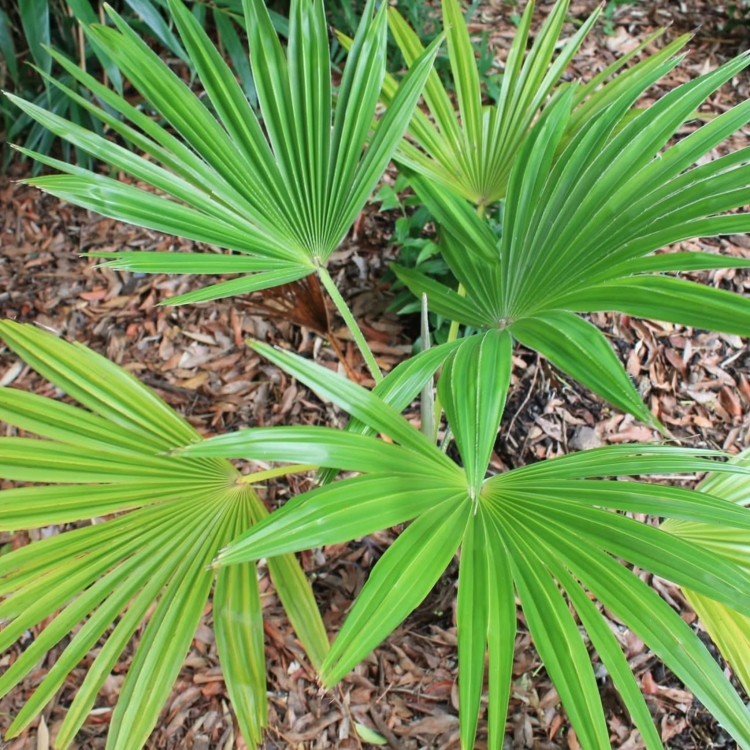 Nasiona-Szorstkowca-Martianus-'Nepal'-Trachycarpus-martianus-'Nepal'.jpg