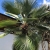 Nasiona-Szorstkowca-Wagnera-x-Princeps-Trachycarpus-Wagnerianus-x-Princeps (4).jpg