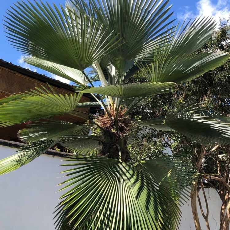 Nasiona-Szorstkowca-Wagnera-x-Princeps-Trachycarpus-Wagnerianus-x-Princeps (4).jpg