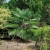 Nasiona-Szorstkowca-Wagnera-x-Princeps-Trachycarpus-Wagnerianus-x-Princeps (3).jpg
