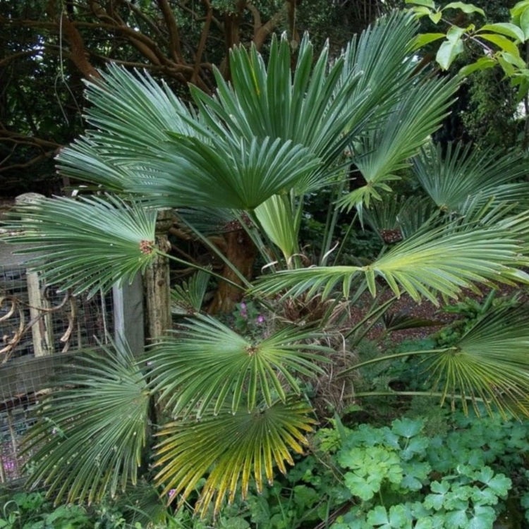 Nasiona-Szorstkowca-Wagnera-x-Princeps-Trachycarpus-Wagnerianus-x-Princeps (2).jpg