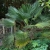 Nasiona-Szorstkowca-Wagnera-x-Princeps-Trachycarpus-Wagnerianus-x-Princeps.jpg