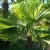 Nasiona-Szorstkowca-Fortunego-x-Princeps-Trachycarpus-Fortunei-x-Princeps (3).jpg