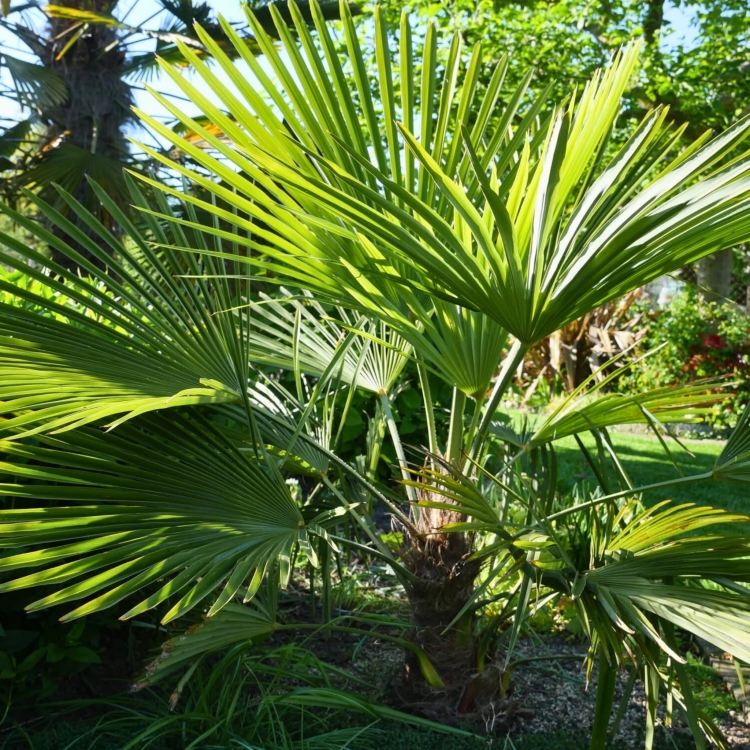 Nasiona-Szorstkowca-Fortunego-x-Princeps-Trachycarpus-Fortunei-x-Princeps (3).jpg
