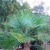 Nasiona-Szorstkowca-Fortunego-x-Princeps-Trachycarpus-Fortunei-x-Princeps (2).jpg
