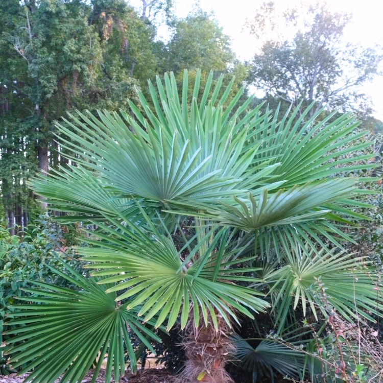 Nasiona-Szorstkowca-Fortunego-x-Princeps-Trachycarpus-Fortunei-x-Princeps (2).jpg