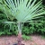 Nasiona-Szorstkowca-Fortunego-x-Princeps-Trachycarpus-Fortunei-x-Princeps (1).jpg
