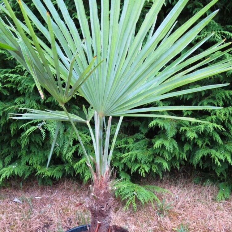 Nasiona-Szorstkowca-Fortunego-x-Princeps-Trachycarpus-Fortunei-x-Princeps (1).jpg