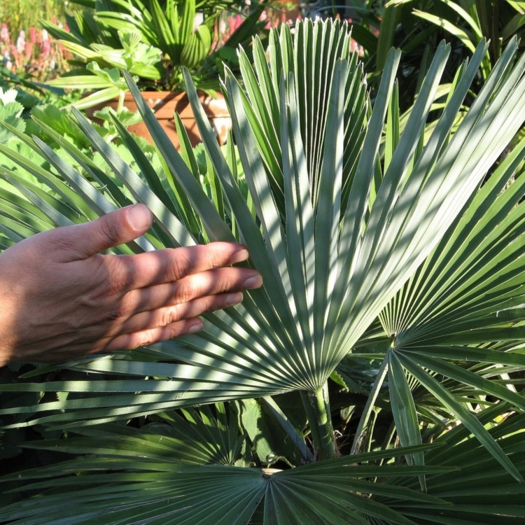 Nasiona-Szorstkowca-Fortunego-x-Princeps-Trachycarpus-Fortunei-x-Princeps.jpg
