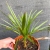 Nasiona-Szorstkowca-Wagnera-x-Nanus-Trachycarpus-Wagnerianus-x-Nanus (2).jpg