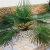 Nasiona-Szorstkowca-Wagnera-x-Nanus-Trachycarpus-Wagnerianus-x-Nanus (1).jpg