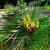 Nasiona-Szorstkowca-Wagnera-x-Nanus-Trachycarpus-Wagnerianus-x-Nanus.jpg