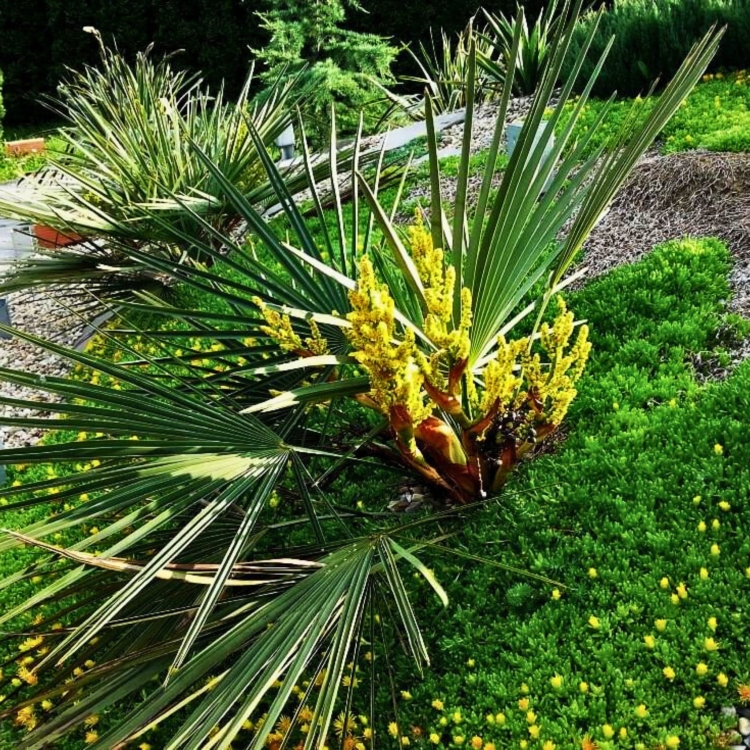 Nasiona-Szorstkowca-Wagnera-x-Nanus-Trachycarpus-Wagnerianus-x-Nanus.jpg