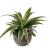 Houseplant-Focus-Drip-Feeders-6x38ml–ampulki-do-nawozenia-roslin-doniczkowych.jpg