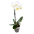 Orchid-Focus-Drip-Feeders-6x38ml-ampulki-do-nawozenia-storczykow (2).jpg