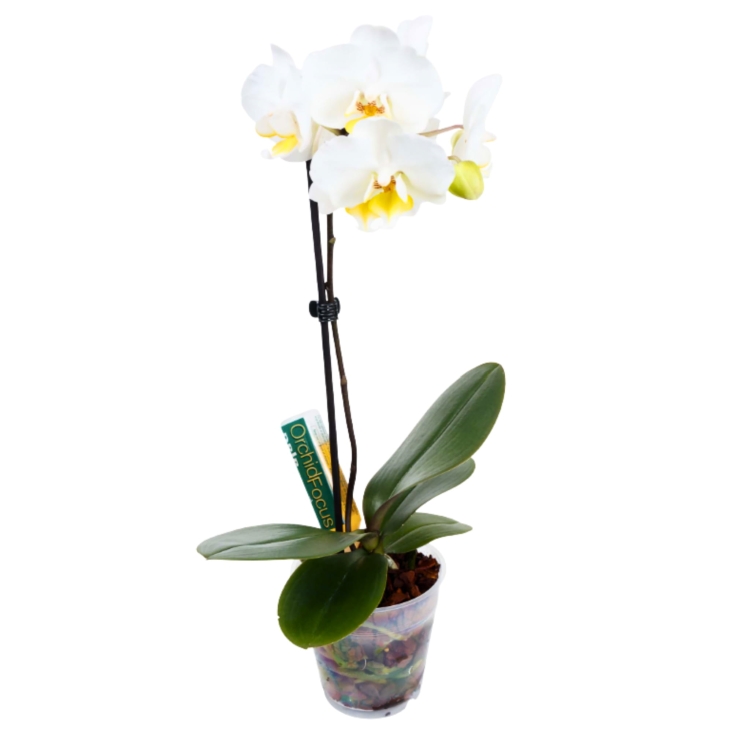 Orchid-Focus-Drip-Feeders-6x38ml-ampulki-do-nawozenia-storczykow (2).jpg
