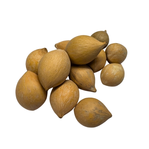 Nasiona-Sagowca-Krolowej-Cycas-Rumphii (5).jpg