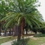 Nasiona-Sagowca-Krolowej-Cycas-Rumphii (4).jpg