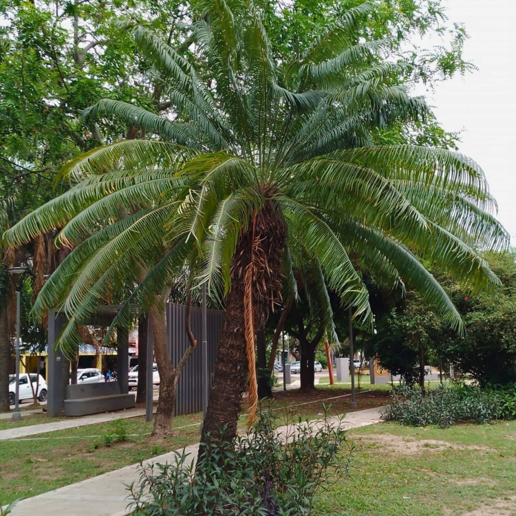 Nasiona-Sagowca-Krolowej-Cycas-Rumphii (4).jpg