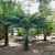 Nasiona-Sagowca-Krolowej-Cycas-Rumphii (3).jpg