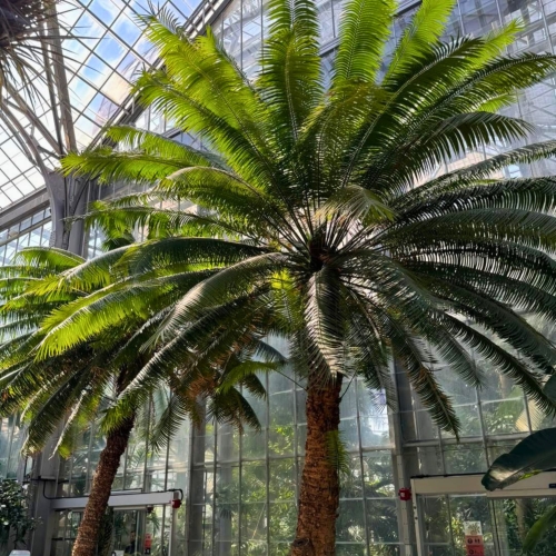 Nasiona-Sagowca-Krolowej-Cycas-Rumphii (2).jpg