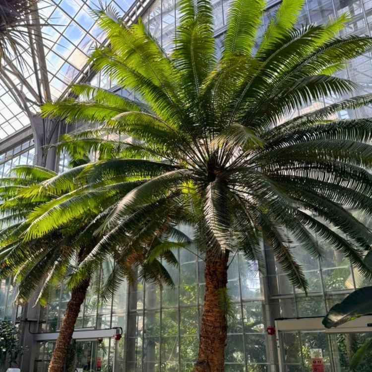 Nasiona-Sagowca-Krolowej-Cycas-Rumphii (2).jpg
